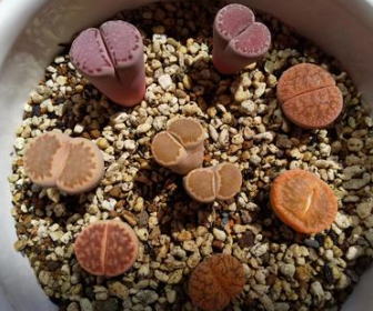 施設名を入れます