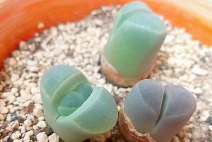 施設名を入れます