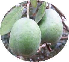 フェイジョアの果実