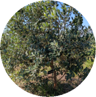 フェイジョアの木