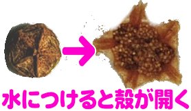 施設名を入れます