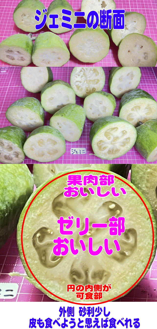 ジェミニの断面