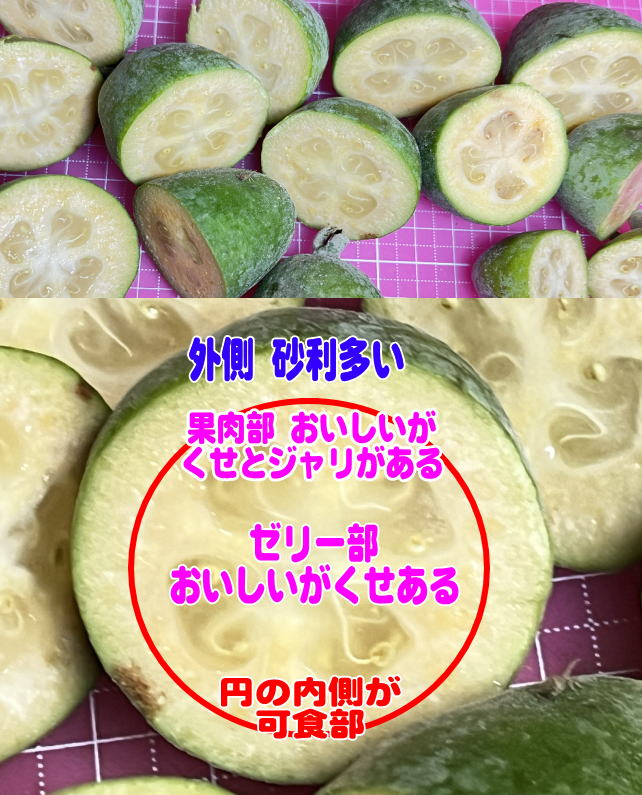 マリアンの断面