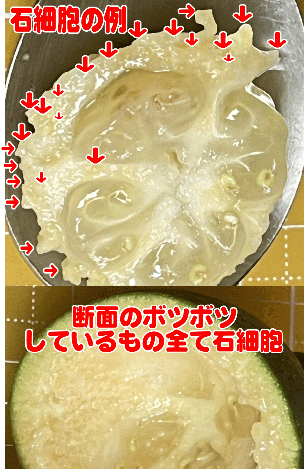 フェイジョアの石細胞の例