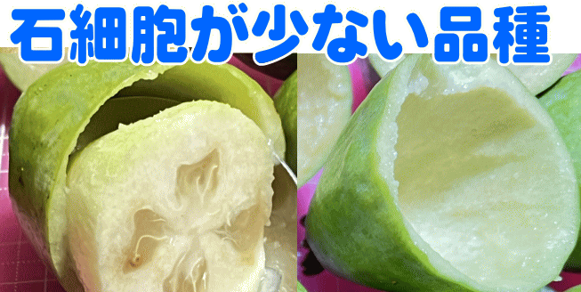 石細胞が少ない品種