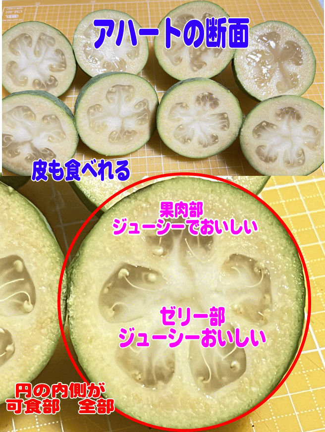 アハートの断面