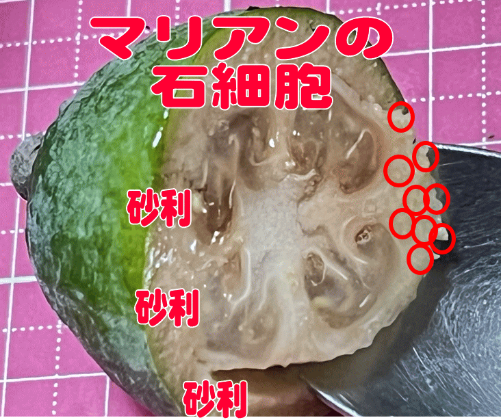 マリアンの石細胞