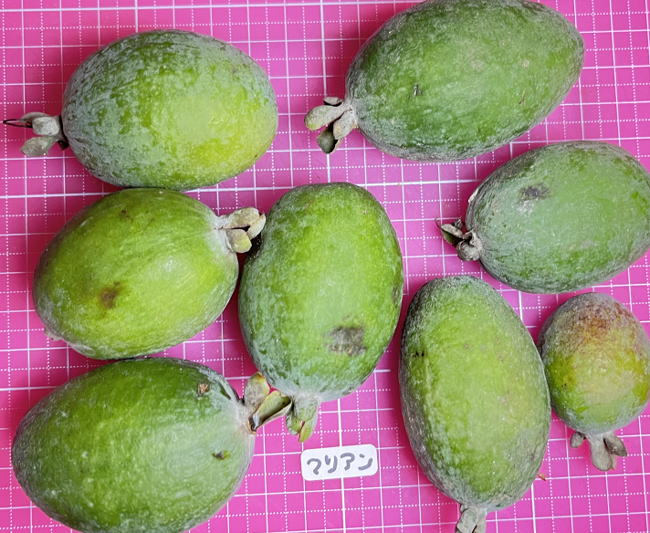 マリアンの外見