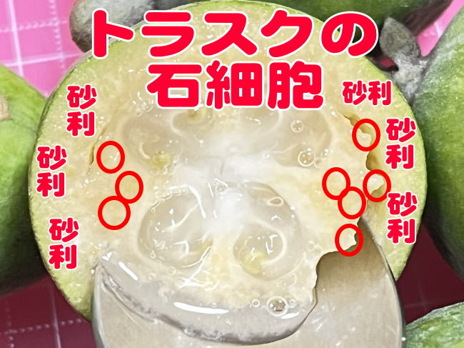 トラスクの石細胞