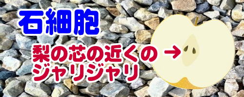 石細胞　梨のジャリジャリしている細胞