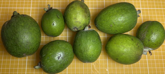 マンモスの外見