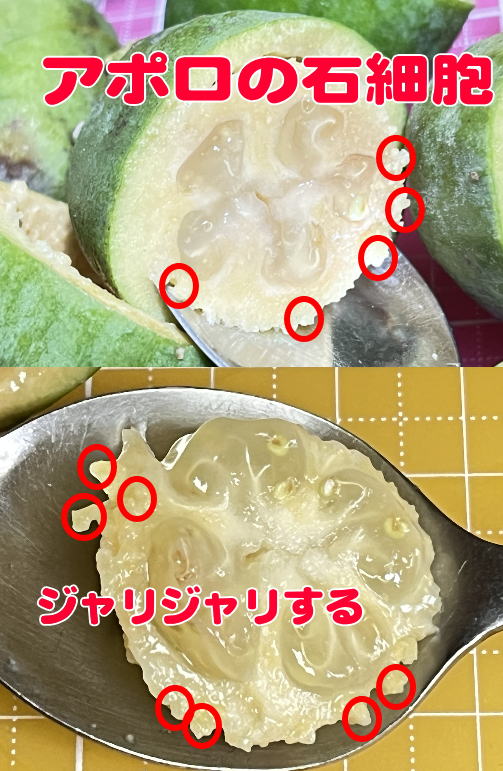 アポロの石細胞