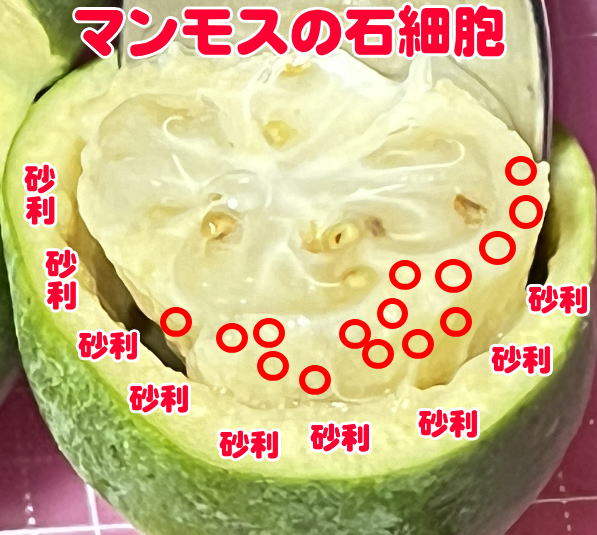 マンモスの石細胞