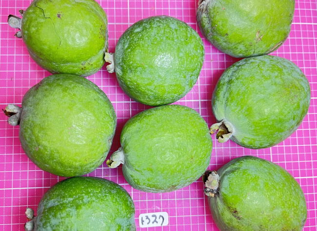 トラスクの外見