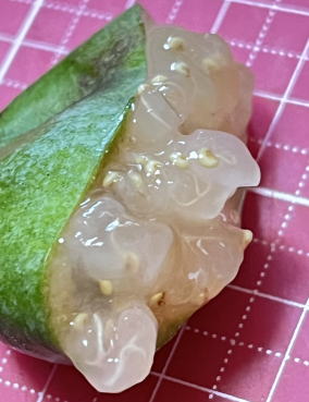 デンスチョイスを指で押してみた