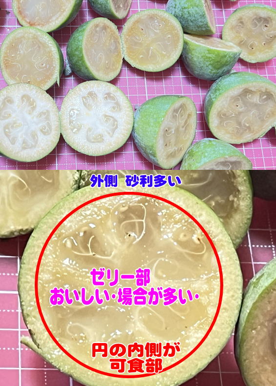 デンスチョイスの断面