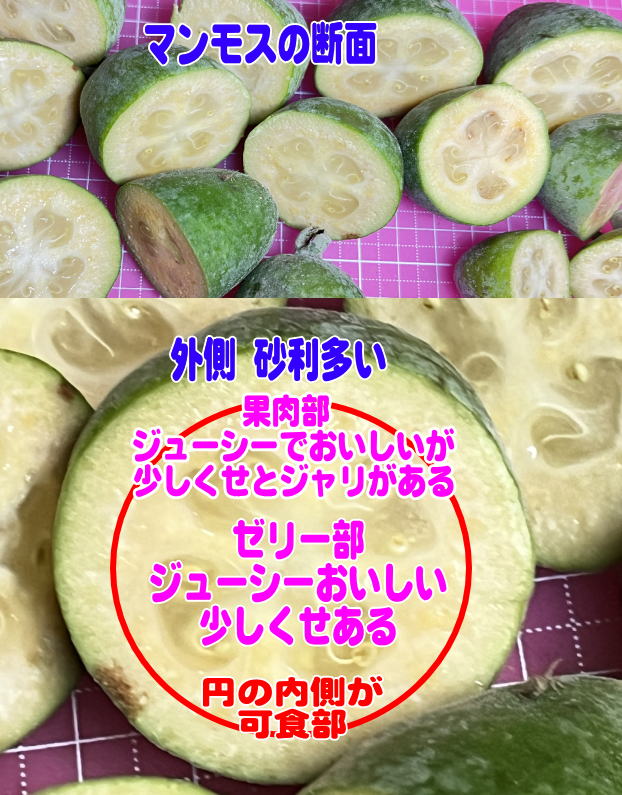 マンモスの断片