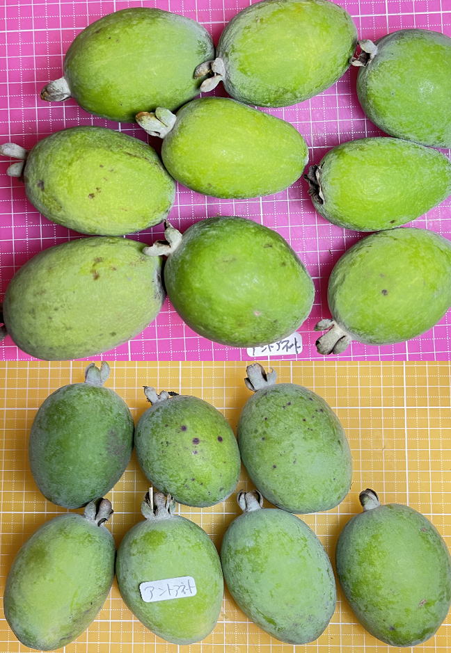 アントワネットの外見