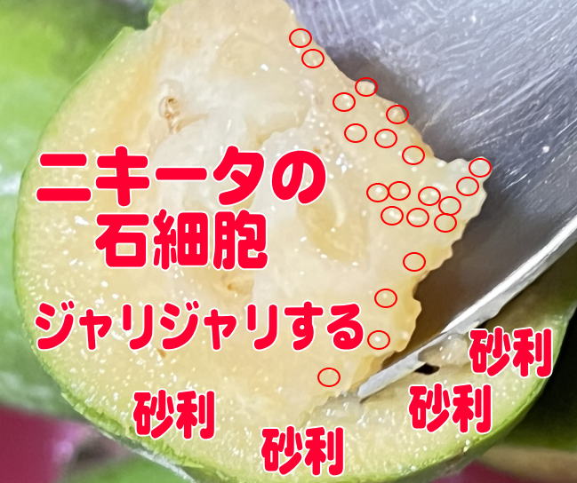 ニキータの石細胞