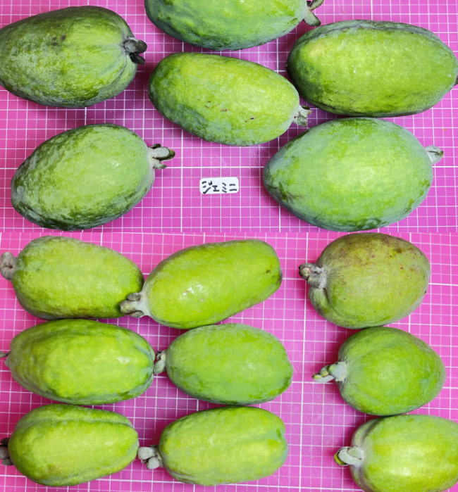 ジェミニの外見