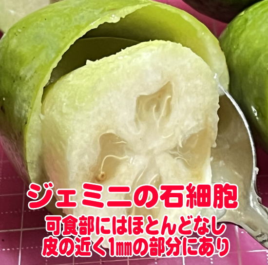 ジェミニの石細胞