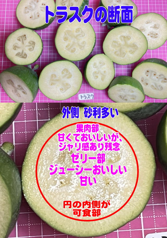 トラスクの断面