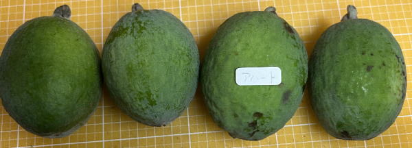 アハートの外見