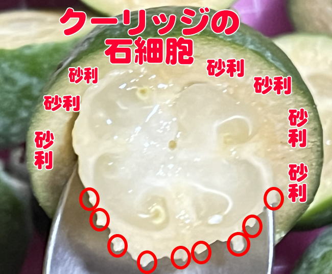 クーリッジの石細胞