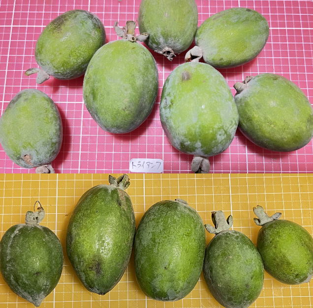 トライアンフの外見