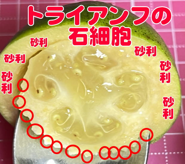 トライアンフの石細胞