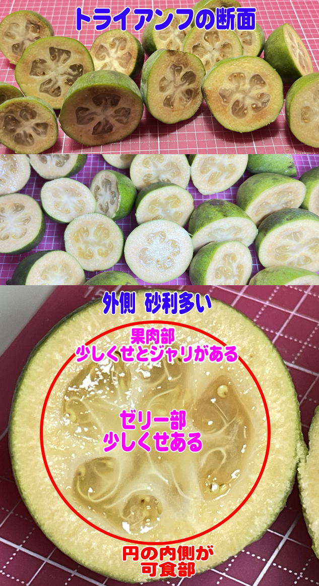 トライアンフの断面