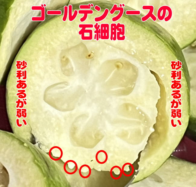 ゴールデングースの石細胞