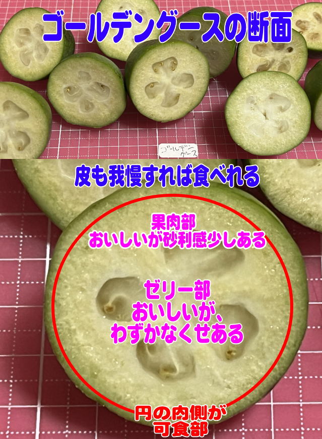 ゴールデングースの断面