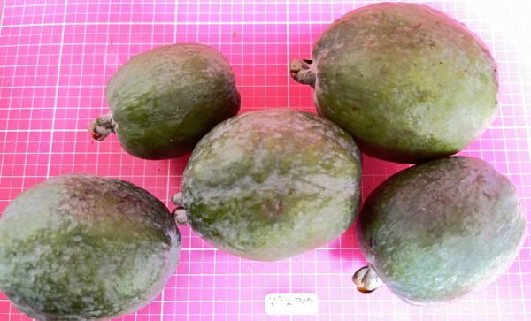 マグニフイカの外見