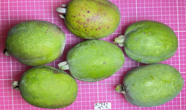 ホワイトグースの外見