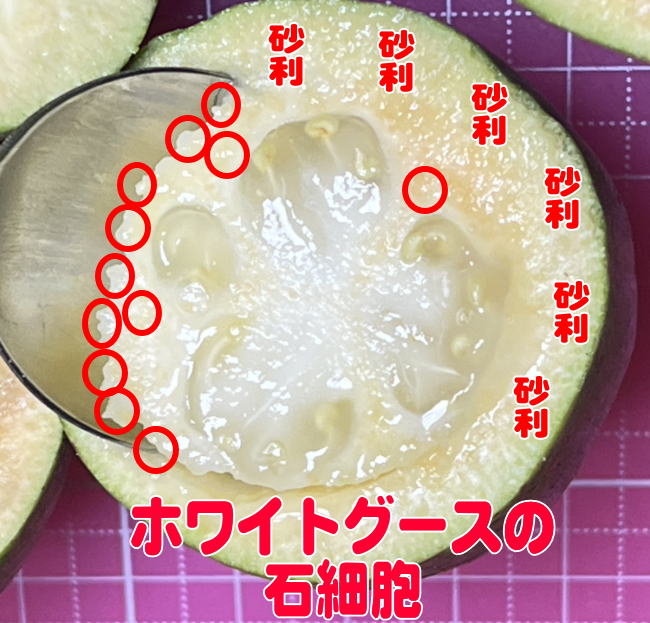 ホワイトグースの石細胞