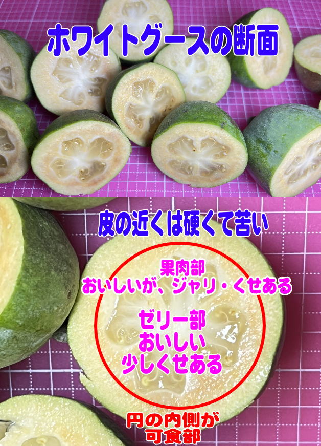 ホワイトグースの断面