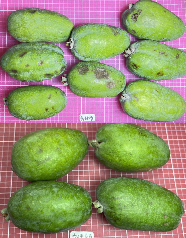 ウイキトウの外見