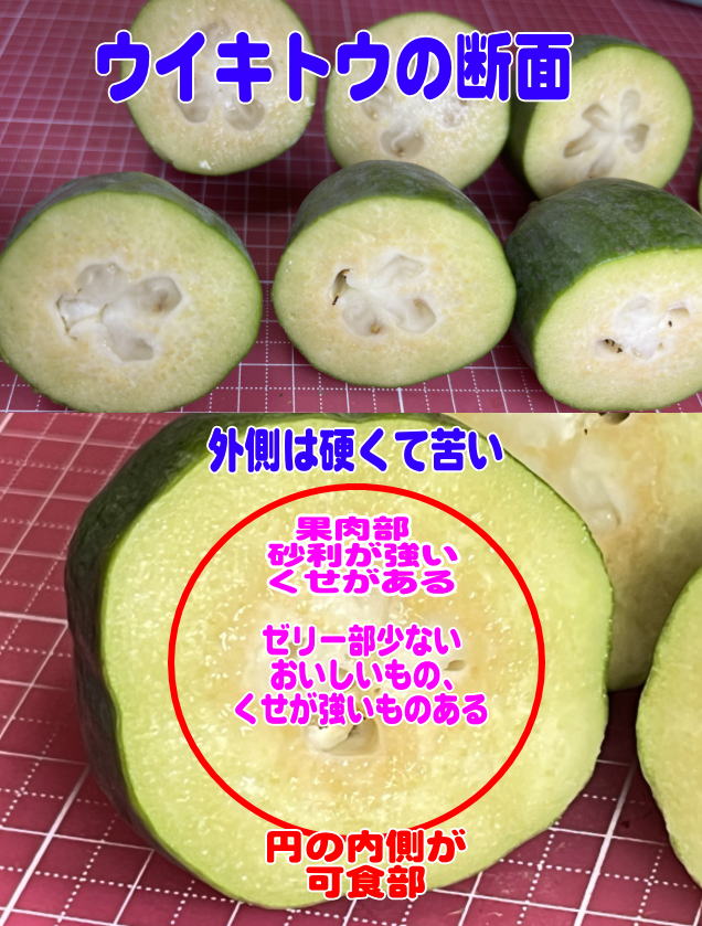 ウイキトウの断面