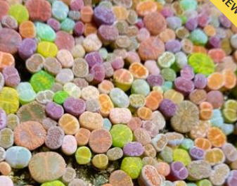 施設名を入れます