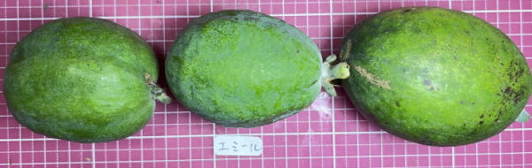 エミールの外見