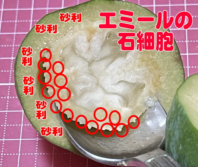 エミールの石細胞