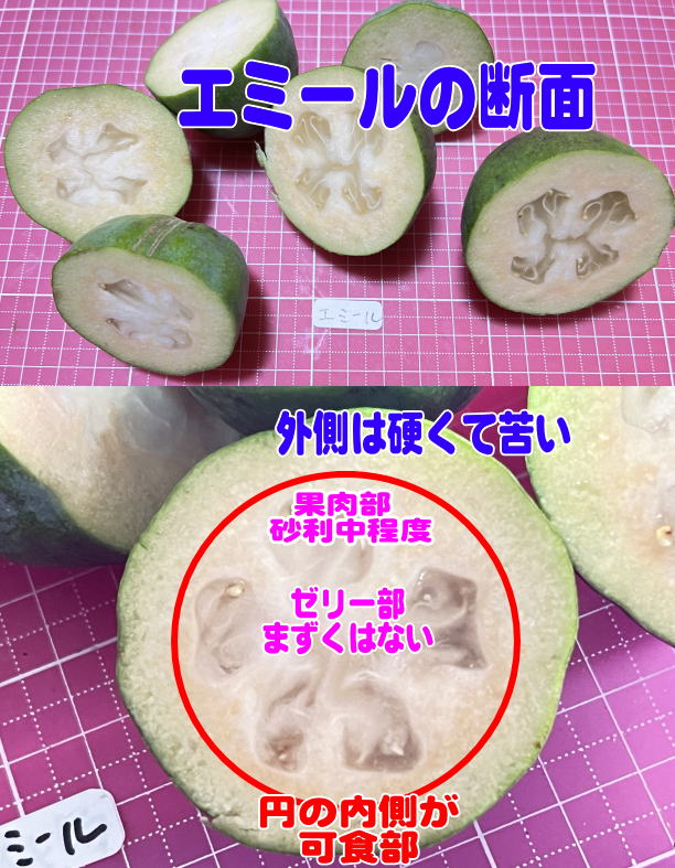 エミールの断面