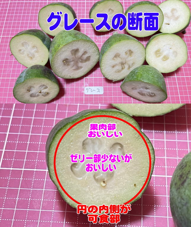 グレースの断面