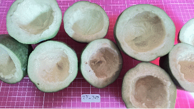 マグニフイカの残飯