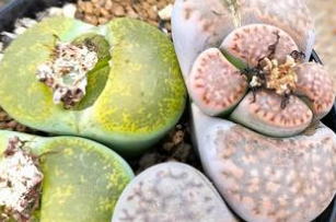 施設名を入れます