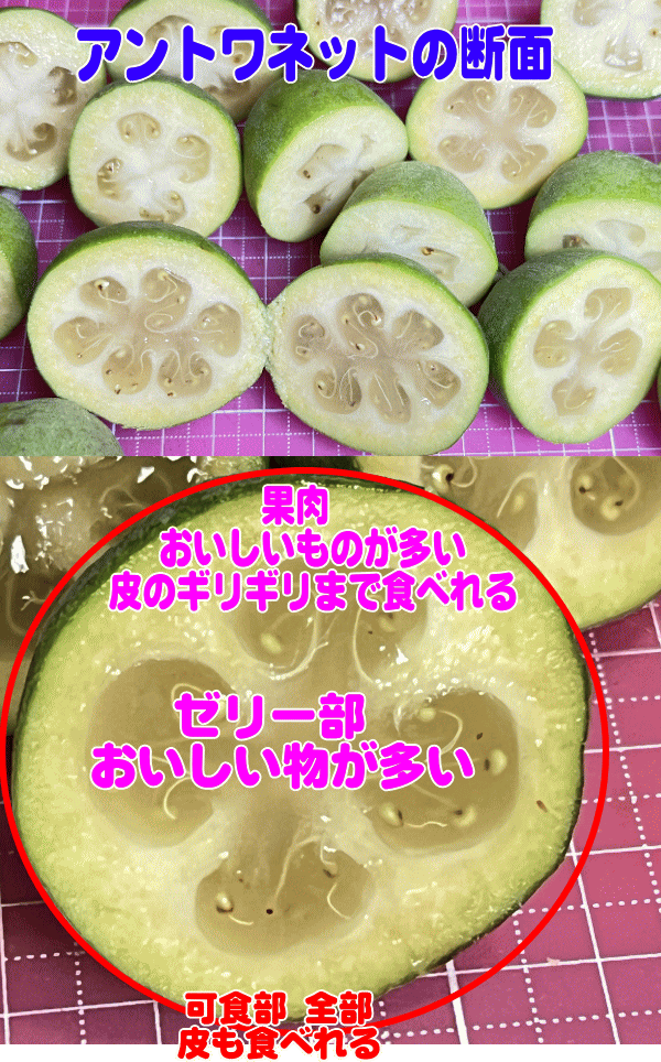 アントワネットの断面