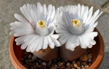 施設名を入れます